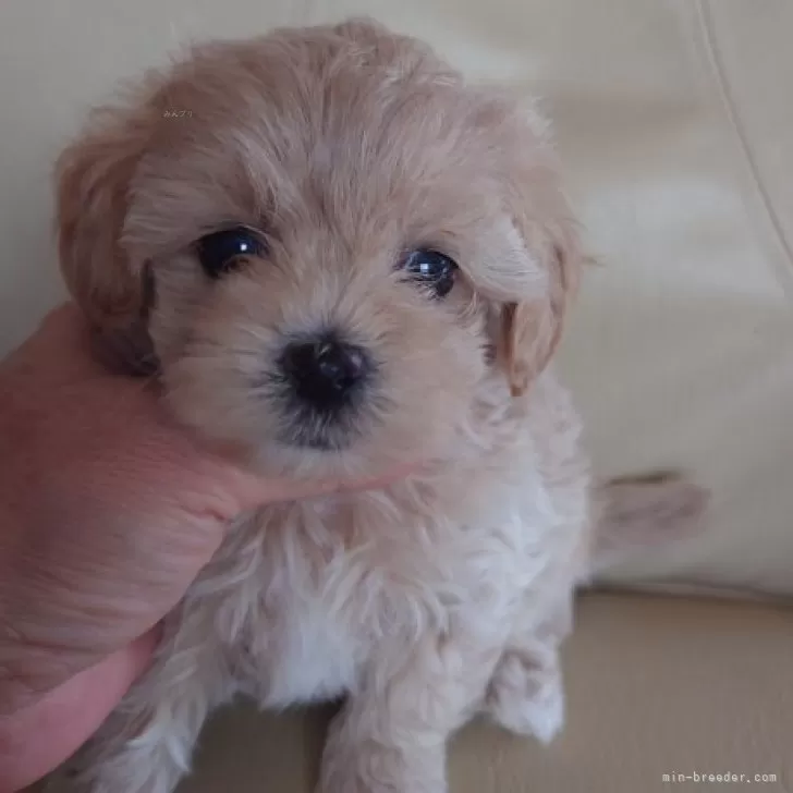 ID:2406-06047の子犬