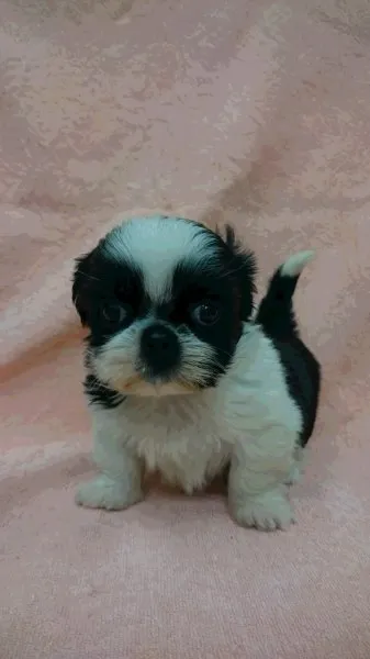 ID:1504-00853の子犬