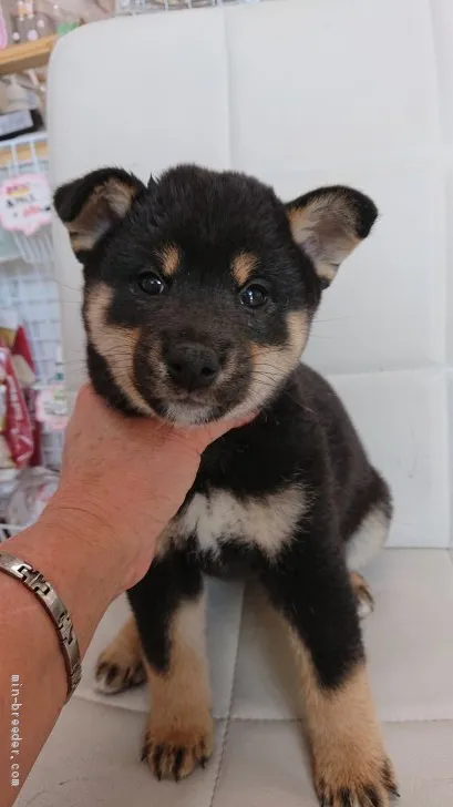 ID:2105-00814の子犬