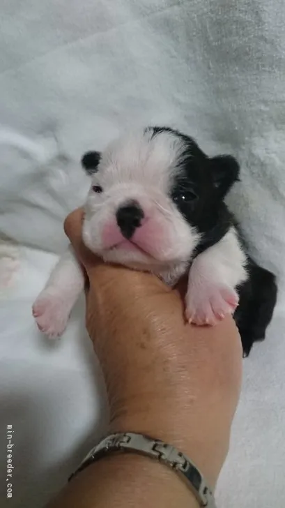 ID：1804-00603の子犬