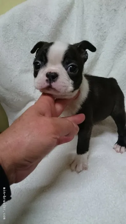 I love Boston♡ 様のお迎えした子犬