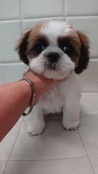 ID：1905-01291の子犬