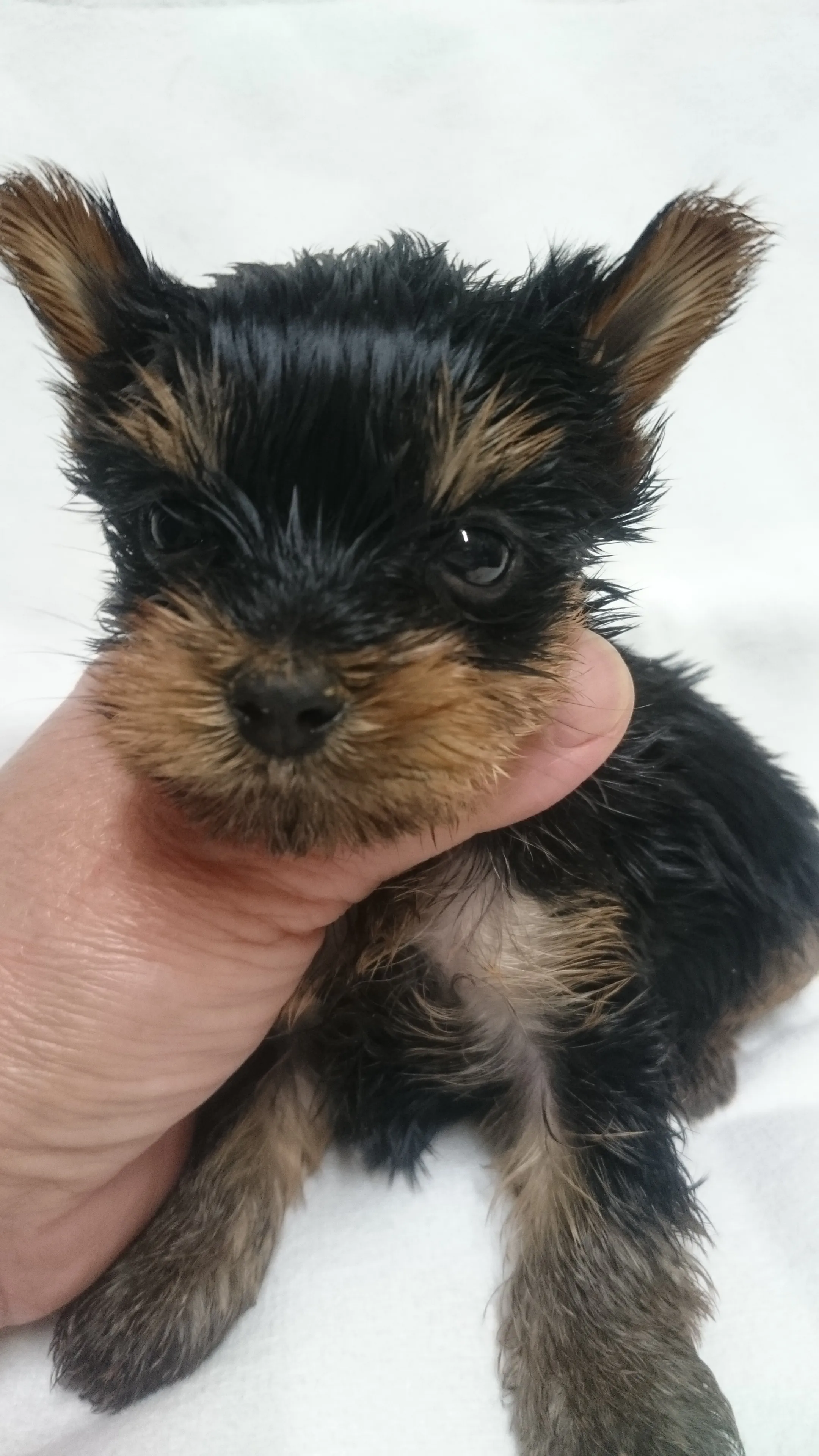 ID：1604-01063の子犬