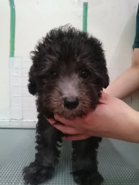 ID：1607-00913の子犬