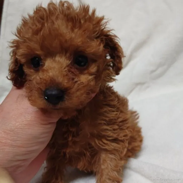 ID：2301-02595の子犬