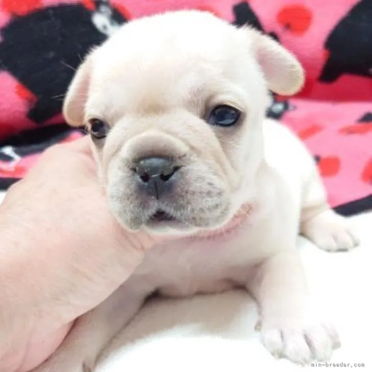 ID:2211-00262の子犬