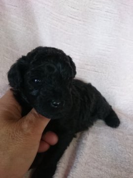 トイプードル(タイニー)【東京都・女の子・2016年5月1日・ブラック】の写真「顏の詰まった女の子」