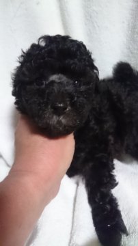 トイプードル(タイニー)【東京都・男の子・2016年12月25日・シルバー】の写真「顏の詰まった男の子　　毛量抜群」