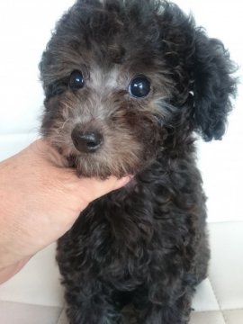 トイプードル(タイニー)【東京都・女の子・2016年4月20日・シルバー】の写真「顏の詰まった女の子　　毛量抜群」