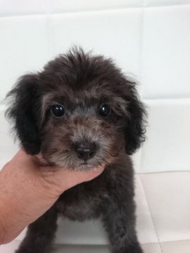 トイプードル(タイニー)【東京都・女の子・2016年4月21日・シルバー】の写真「顏の詰まった女の子　　毛量抜群」