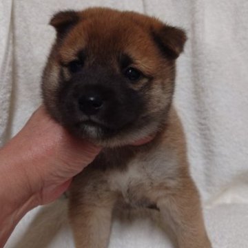 柴犬(標準サイズ)【東京都・男の子・2023年9月18日・赤】の写真「通常の柴より小さめに仕上がります。
父親　豆柴」