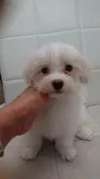 マルチーズ【東京都・男の子・2021年6月10日・ホワイト】の写真1「８月２４日撮影」