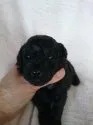 タイニープードル【東京都・男の子・2016年5月1日・ブラック】の写真4
