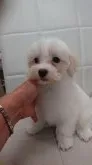 マルチーズ【東京都・男の子・2021年6月10日・ホワイト】の写真5