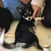 チワワ(ロング)