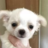 チワワ(ロング)