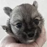 ポメチワ(チワワ×ポメラニアン)【茨城県・男の子・2025年10月28日・フォーン】の写真3「よちよち歩きも頑張ってます❤️」