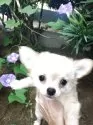 チワワ(ロング)【茨城県・男の子・2025年5月31日・クリーム&ホワイト】の写真5「朝顔の前で🍧」