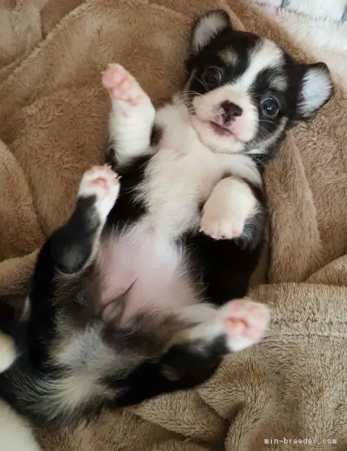 ID:1805-02687の子犬