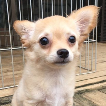 チワワ(ロング)【茨城県・女の子・2024年4月25日・クリーム】の写真「9月5日までの期間限定発売になります⭐️」