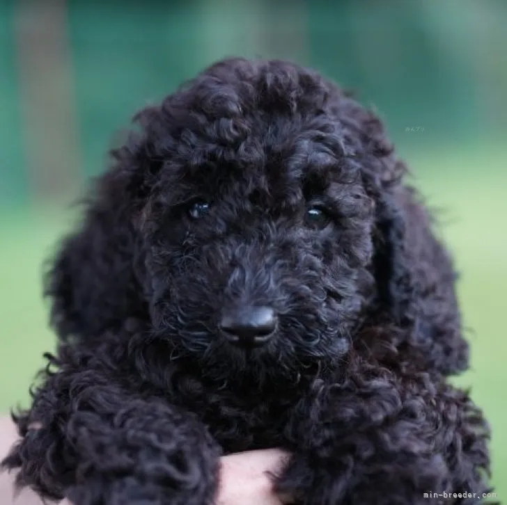 ID：2309-02419の子犬