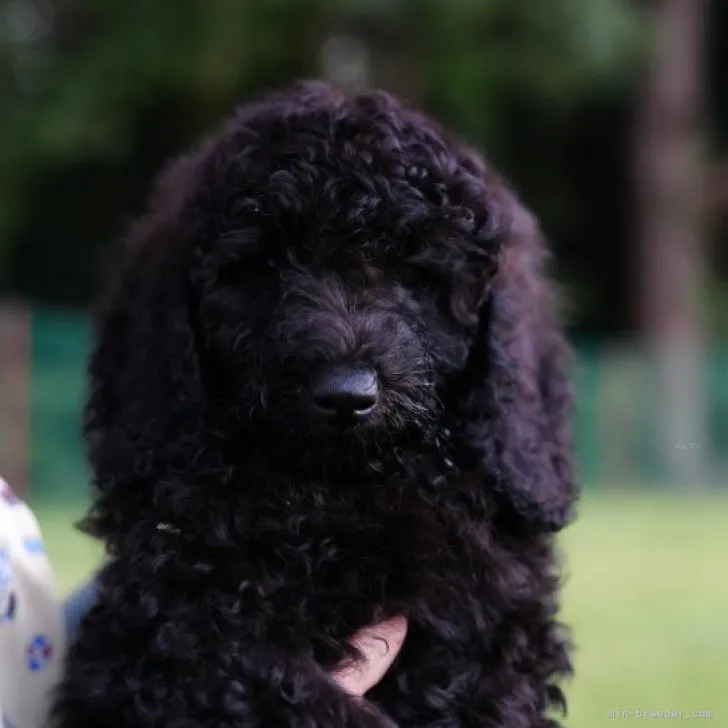 ID：2309-04391の子犬