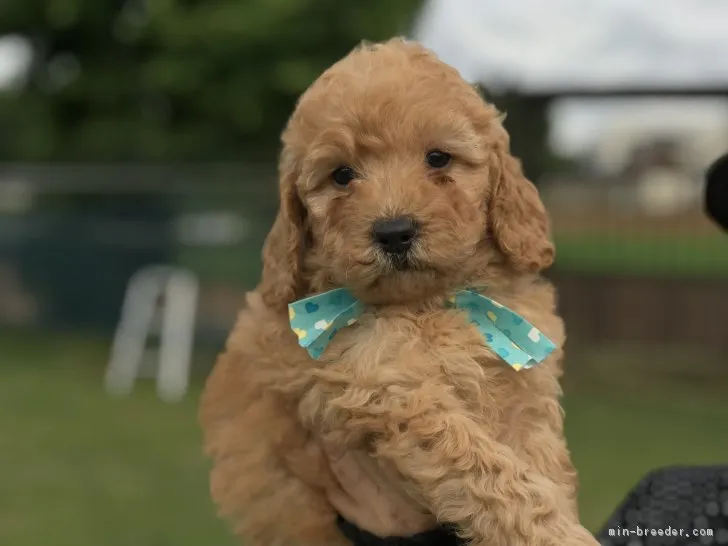 ID：1806-01526の子犬