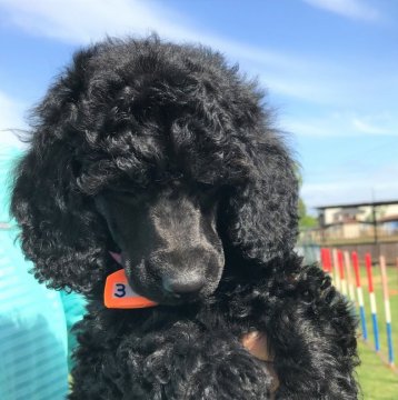 ミディアムプードル【千葉県・男の子・2019年3月19日・ブルー(ブラック?)】の写真「元気いっぱいのかわいい男の子です。」