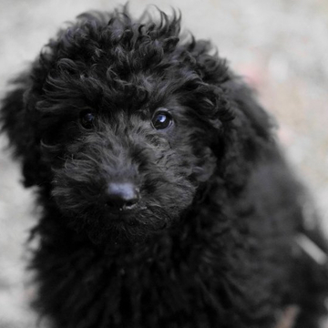 ミディアムプードル【千葉県・男の子・2022年10月1日・グレー(ブルー)】の写真「元気いっぱいな男の子です。」