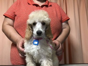 ミディアムプードル【千葉県・男の子・2019年3月19日・アプリコット】の写真「元気いっぱいな可愛い男の子です。」