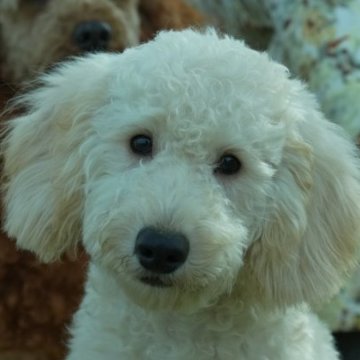 ミディアムプードル【千葉県・男の子・2022年11月28日・クリーム】の写真「げんき」