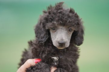 ミディアムプードル【千葉県・女の子・2020年2月15日・シルバー】の写真「元気いっぱいな可愛い女の子です。」