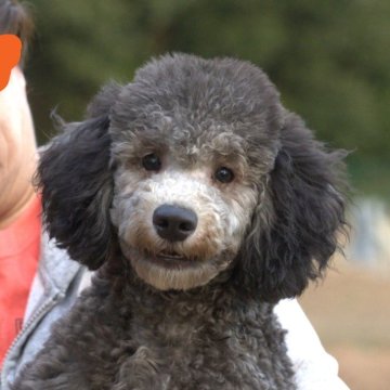 ミディアムプードル【千葉県・男の子・2023年8月5日・グレー(シルバー)】の写真「元気な可愛い子です。　トイレトレーニング済み」