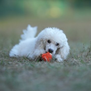 ミディアムプードル【千葉県・女の子・2023年8月5日・ホワイト】の写真「元気な可愛い子です。　トイレトレーニング済み」