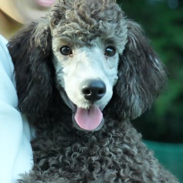 ミディアムプードル【千葉県・男の子・2023年4月2日・シルバー(グレイ)】の写真「元気な可愛い子です。」