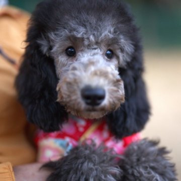 ミディアムプードル【千葉県・女の子・2023年8月5日・グレイ(シルバー)】の写真「元気な可愛い子です。　トイレトレーニング済み」