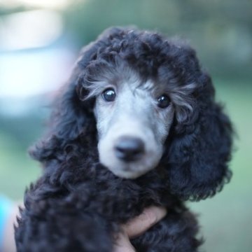 ミディアムプードル【千葉県・女の子・2023年8月5日・グレイ(シルバー)】の写真「元気な可愛い子です。　トイレトレーニング済み」