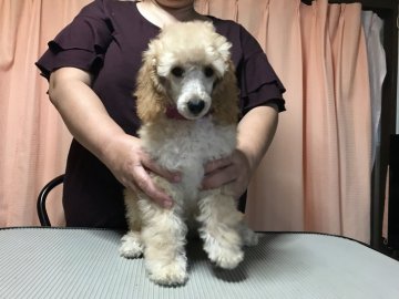 ミディアムプードル【千葉県・女の子・2019年3月19日・アプリコット】の写真「リード＆トイレの訓練済みの女の子」