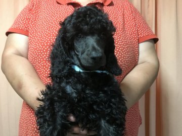 ミディアムプードル【千葉県・男の子・2019年3月19日・ブルー(ブラック?)】の写真「元気いっぱいな可愛い子です。」