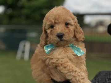 ミディアムプードル【千葉県・女の子・2018年4月26日・アプリコット】の写真「可愛いお顔の子です。」