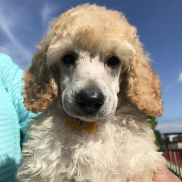 ミディアムプードル【千葉県・男の子・2019年3月19日・アプリコット】の写真「元気いっぱいのかわいい子です」