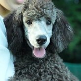 ミディアムプードル