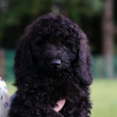 ミディアムプードル