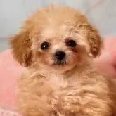 ティーカッププードル