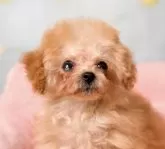 ティーカッププードル【香川県・女の子・2025年1月13日・アプリコット】の写真5「クリクリお目目👀」