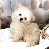 ティーカッププードル【香川県・男の子・2026年1月6日・カフェオレ】の写真8「成長とともにさらに美しさが際立つタイプです😚」