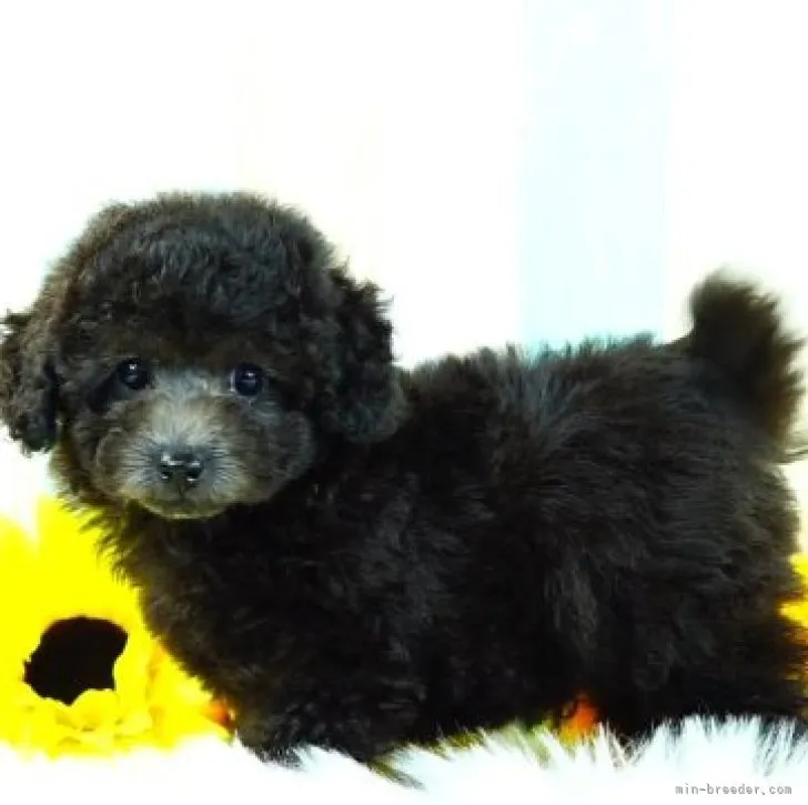 ID：2307-03524の子犬