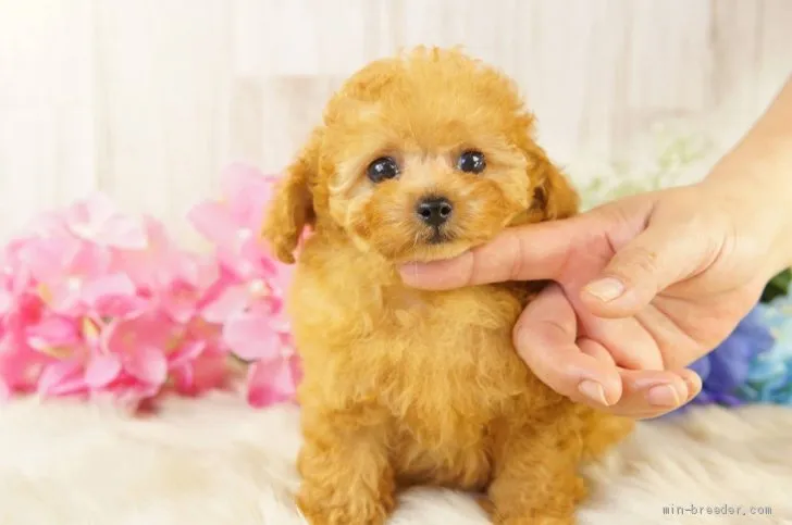 ID:2106-03365の子犬