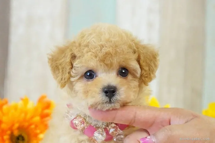 ID：1906-03102の子犬