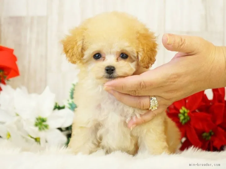 T.K 様のお迎えした子犬
